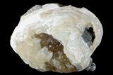 Fossil Clam With Fluorescent Calcite Crystals - Ruck's Pit, FL #175657-1